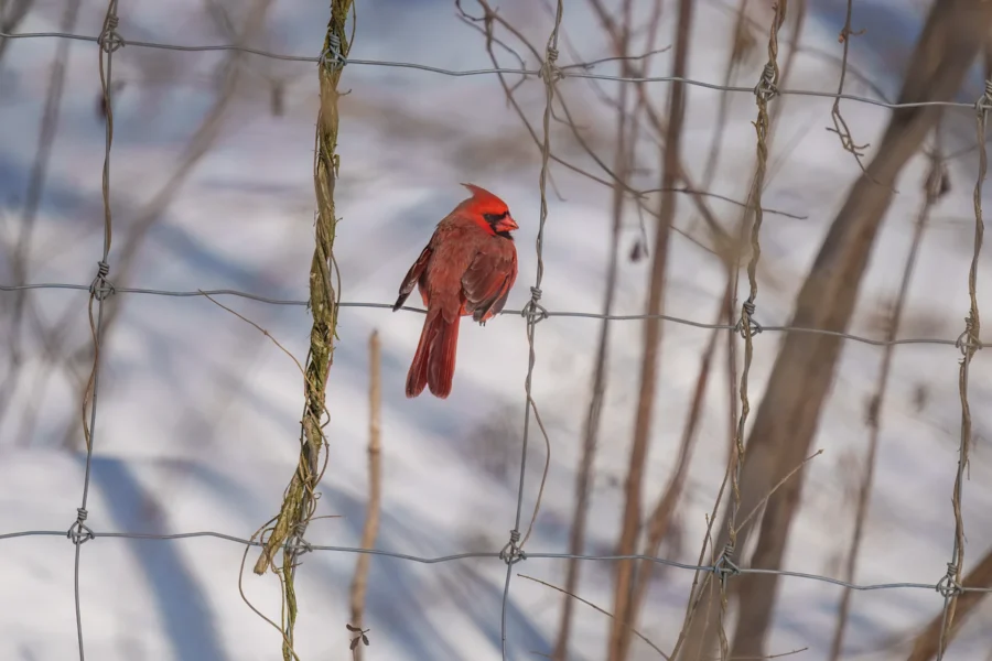 BOR - 01-29-2026 - 0131920 A northern cardinal perched on a wire fence amid leafless branches with snow covering the ground in the background.