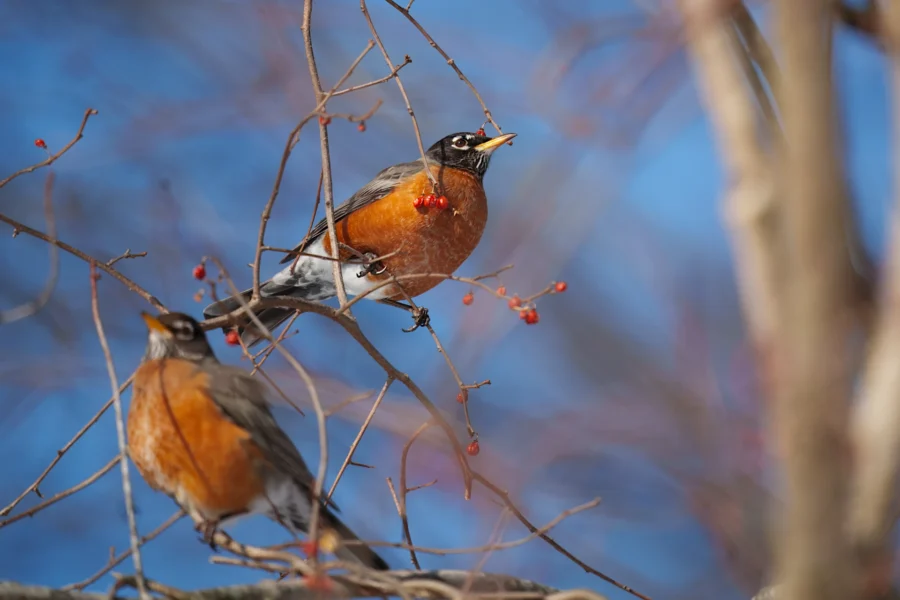 BOR - 01-29-2026 - 0151920 Two American robins perch on thin branches with red berries against a clear blue sky.