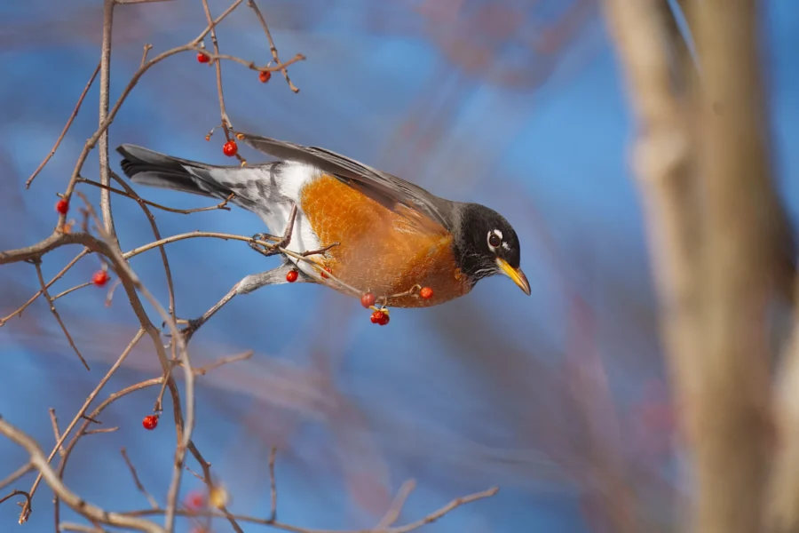 BOR - 01-29-2026 - 0181920 An American robin with an orange belly perches on a thin branch with red berries against a blue sky background.