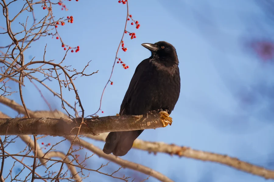 BOR - 01-29-2026 - 0191920 A black crow perches on a tree branch with clusters of red berries, set against a clear blue sky.