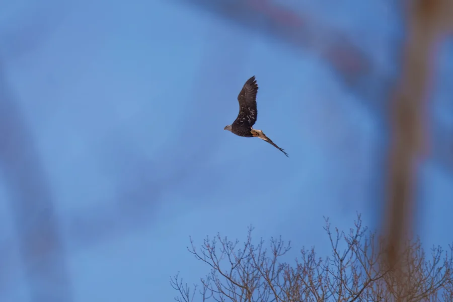 BOR - 01-29-2026 - 0221920 A hawk is flying above bare tree branches against a clear blue sky.
