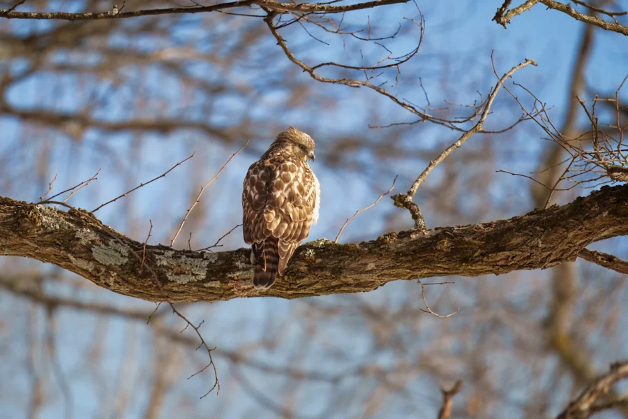 BOR - 01-29-2026 - 0241920 A hawk with brown and white feathers is perched on a tree branch, surrounded by bare branches against a clear blue sky.