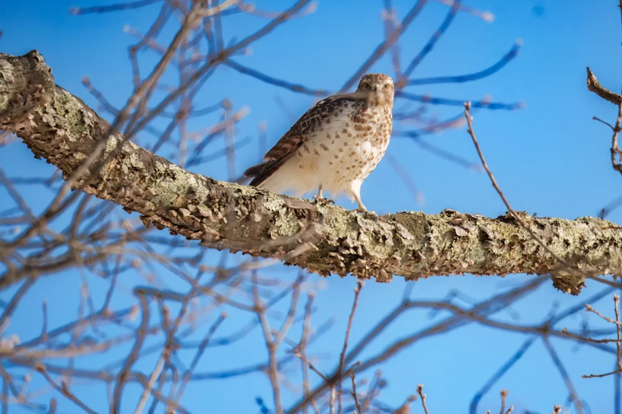 BOR - 01-29-2026 - 0281920 A brown and white hawk perches on a tree branch with bare twigs, set against a bright blue sky.