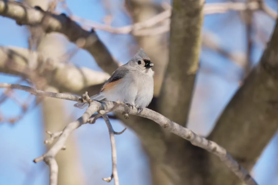 BOR - 01-29-2026 - 0311920 A small gray bird with an orange patch on its side is perched on a tree branch with bare limbs against a blue sky.