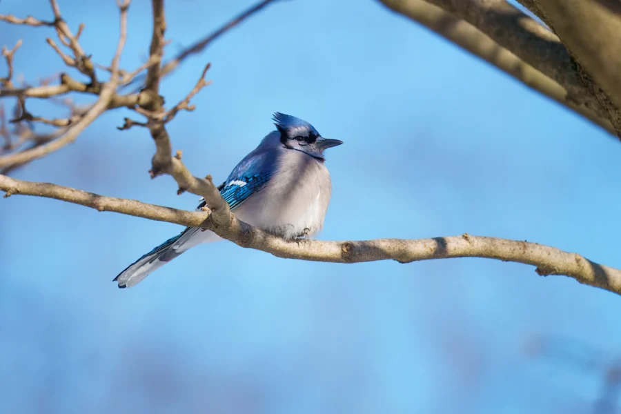 BOR - 01-30-2026 - 0011920 A blue jay with a crest sits on a bare tree branch against a clear blue sky.