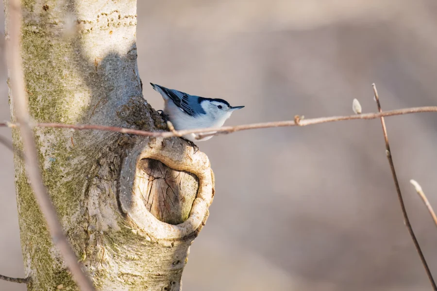 BOR - 01-30-2026 - 0031920 A white-breasted nuthatch perches on the side of a tree trunk near a knot, with bare branches and a blurred background.