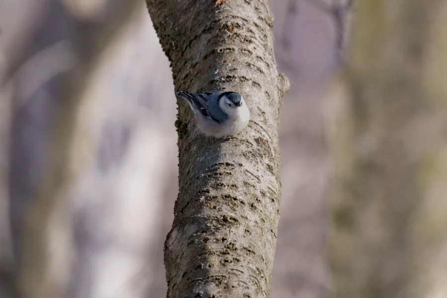 BOR - 01-30-2026 - 0051920 A small bird with gray and white feathers is perched on the side of a tree trunk in a natural outdoor setting.