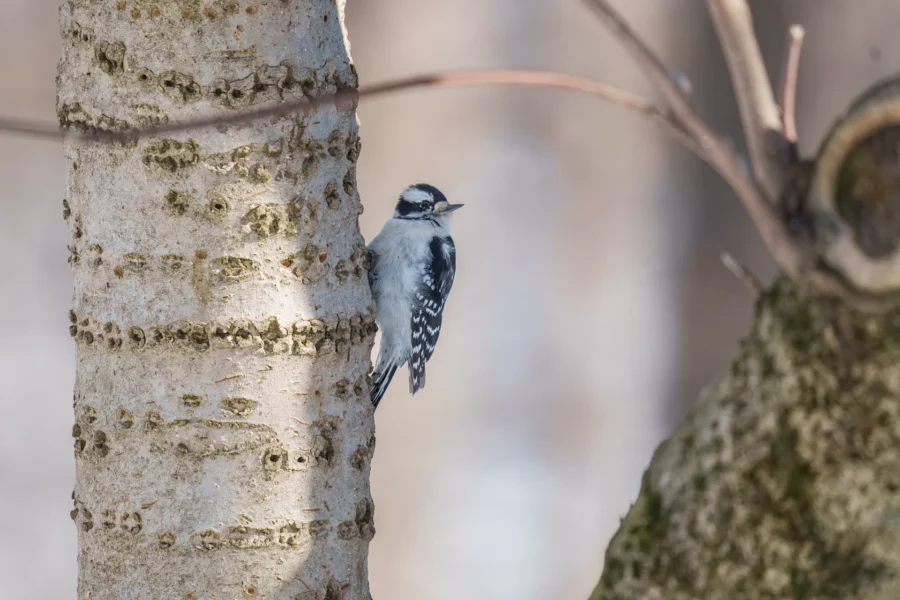 A small black and white woodpecker clings to the side of a tree trunk in a sunlit forest setting.