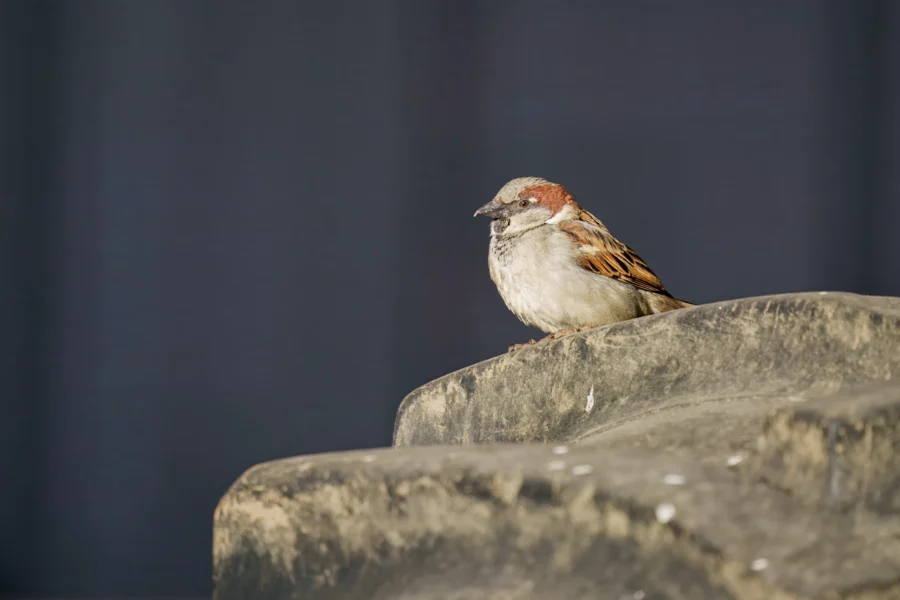 A small brown sparrow is perched on a weathered stone surface against a dark, plain background.