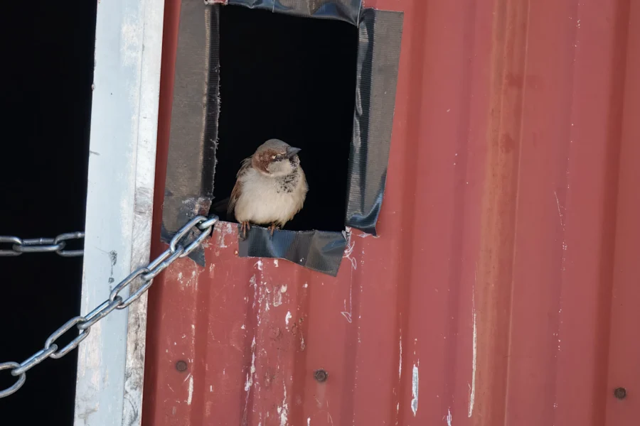 A small brown bird perches in a square hole of a red metal wall with black tape around the edges and a chain hanging nearby.