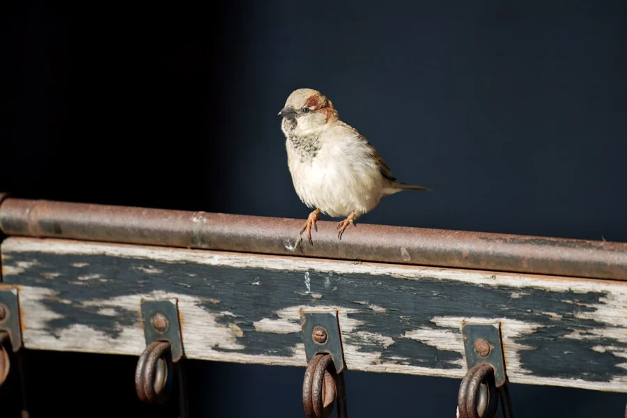 A small sparrow is perched on a weathered wooden railing with peeling paint and several metal hooks, set against a dark background.