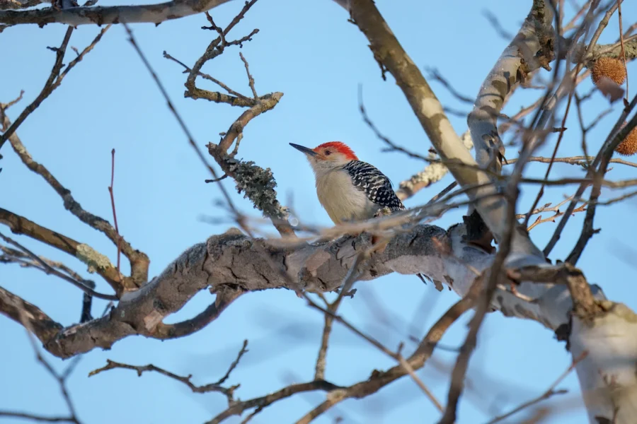 A red-bellied woodpecker with a red crown and black-and-white patterned wings is perched on a tree branch against a clear blue sky.