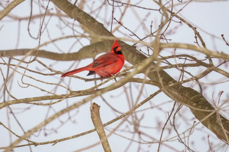 BOR - 02-03-2026 - 0061920 A bright red cardinal perched on a bare tree branch with a light sky in the background.