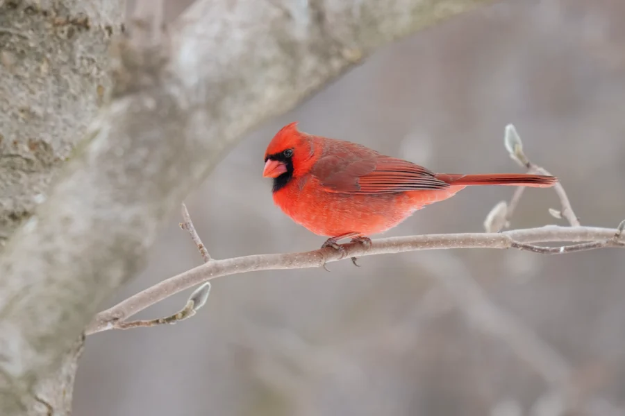 BOR - 02-03-2026 - 0081920 A bright red cardinal perched on a bare branch with a blurred, wintry background.