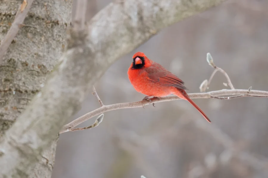 BOR - 02-03-2026 - 0091920 A bright red northern cardinal perches on a bare tree branch with a blurred gray background.