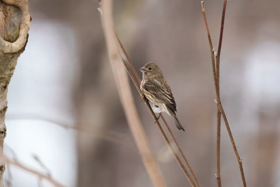 BOR - 02-03-2026 - 0111920 A small brown bird is perched on a thin branch with a blurred, neutral background.