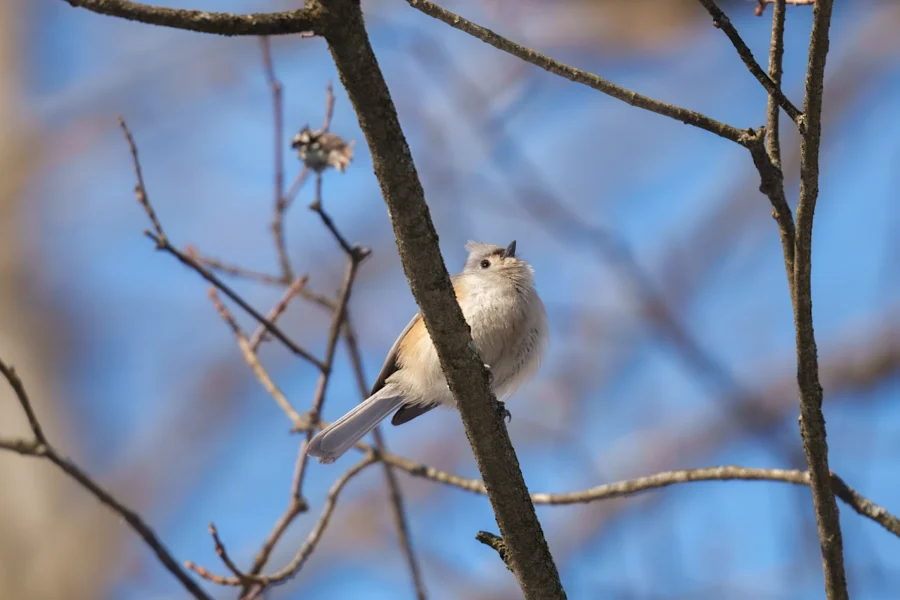 BOR - 02-03-2026 - 0121920 A small, light gray bird perches on a bare tree branch with a clear blue sky in the background.