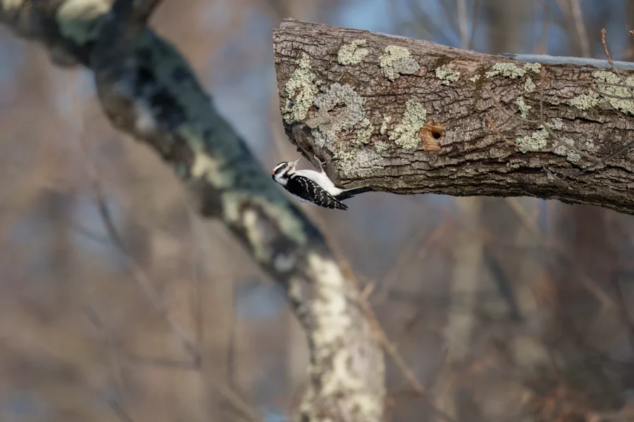 A woodpecker clings to the underside of a lichen-covered tree branch in a forest setting.