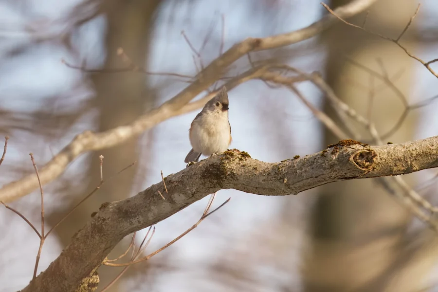 BOR - 02-04-2026 - 0061920 A small bird with a tufted head perches on a bare tree branch, surrounded by out-of-focus branches and a blurred background.