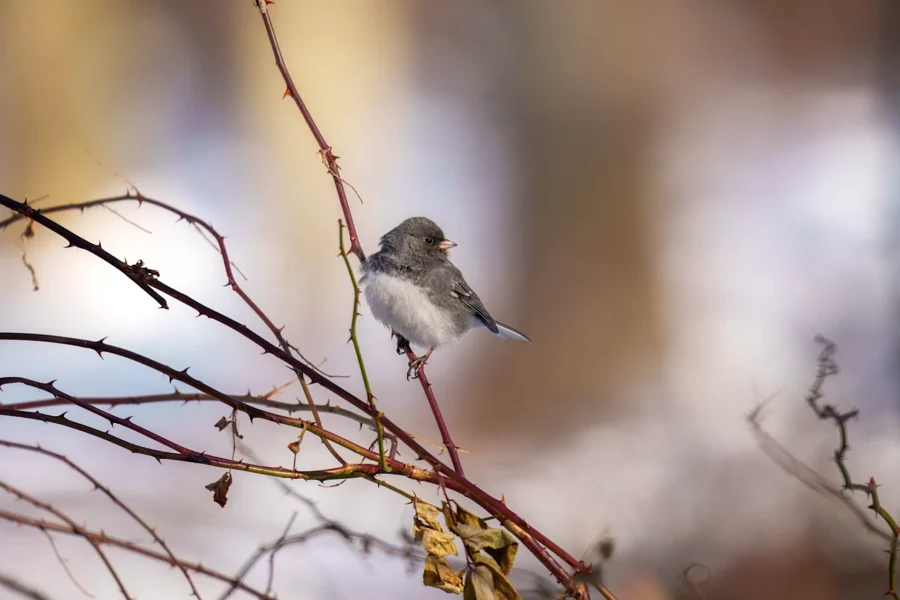 BOR - 02-04-2026 - 0091920 A small gray and white bird perches on a thin, leafless branch with a blurred snowy background.