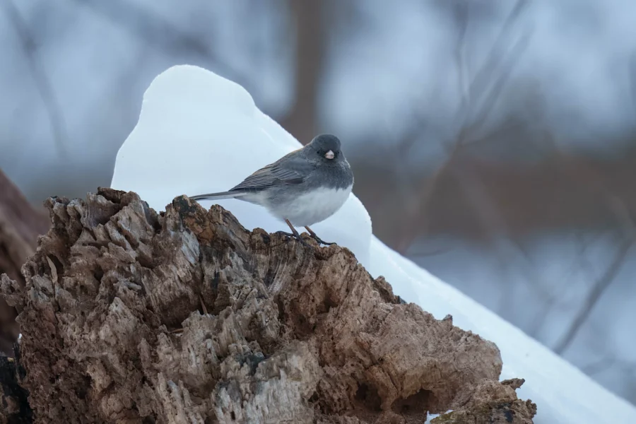 BOR - 02-04-2026 - 0121920 A small dark-eyed junco bird stands on a piece of rough, brown wood with snow in the background.
