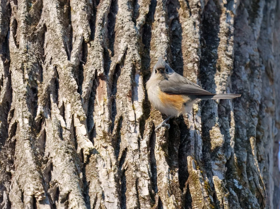 BOR - 02-04-2026 - 0141920 A small bird with gray and orange feathers perches on the textured bark of a tree, blending in with the rough surface.
