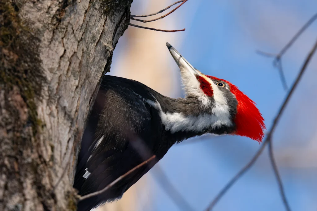 A pileated woodpecker with a red crest clings to the side of a tree trunk, pecking at the bark, with a clear blue sky in the background.