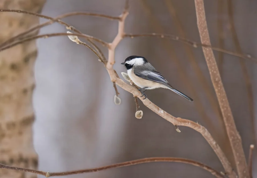 BOR - 02-10-2026 - 0011920 A small black-capped chickadee perched on a thin, leafless branch with a soft, blurred background.