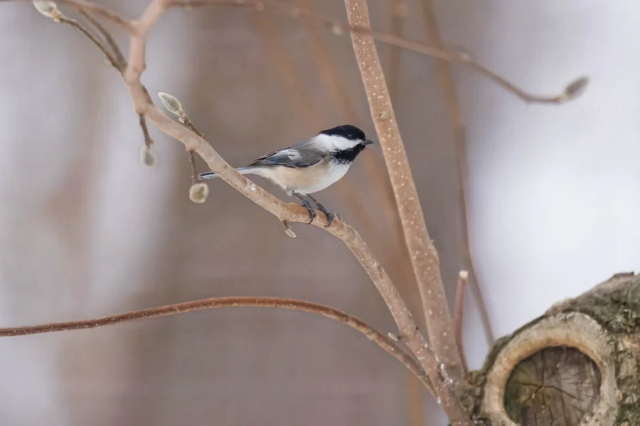 BOR - 02-10-2026 - 0021920 A small black-capped chickadee perched on a bare branch with a blurred, wintry background.