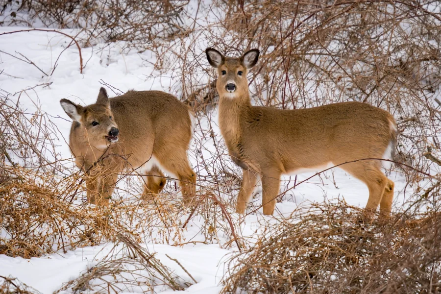 BOR - 02-10-2026 - 0031920 Two deer stand among dry grass and twigs in a snowy landscape, with one looking at the camera and the other grazing.