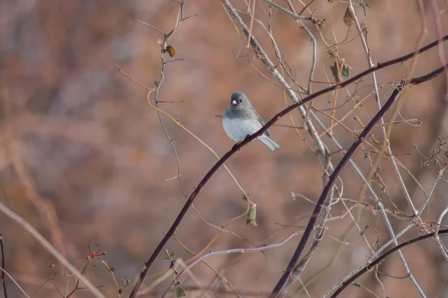 BOR - 02-11-2026 - 0021920 A small gray and white bird perches on a thin branch among dry, leafless twigs with a blurred brown background.