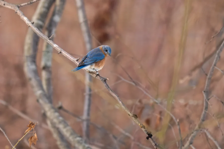 BOR - 02-11-2026 - 0031920 A small bluebird with a rust-colored breast perches on a thin bare branch against a blurred, brownish background of trees.