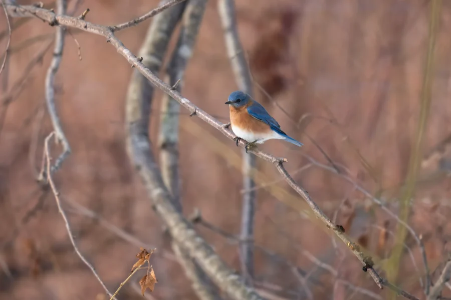 BOR - 02-11-2026 - 0041920 A small blue and orange bird perched on a thin, bare tree branch with a blurred brown background.