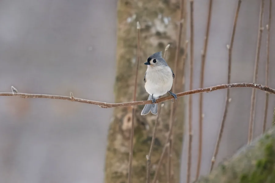 BOR - 02-11-2026 - 0051920 A small gray bird with a tufted head perches on a thin bare branch, with blurred tree trunks and a grayish background.