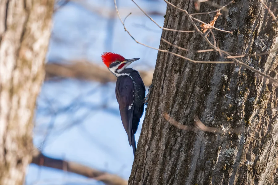 A pileated woodpecker with a red crest clings to the side of a tree trunk in a forested area.