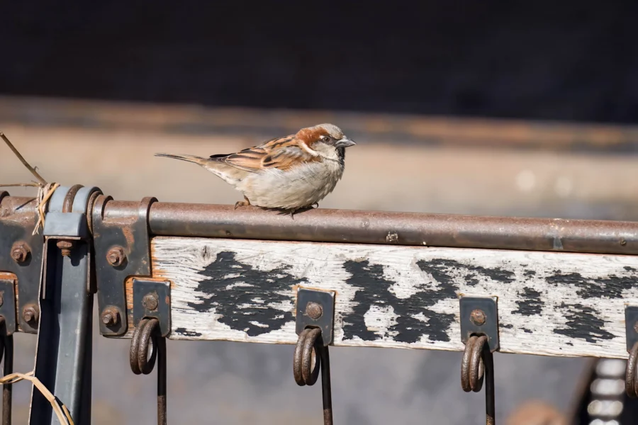 BOR - 02-12-2026 - 0051920 A small brown and white bird is perched on a weathered, peeling wooden railing with metal hooks attached underneath.