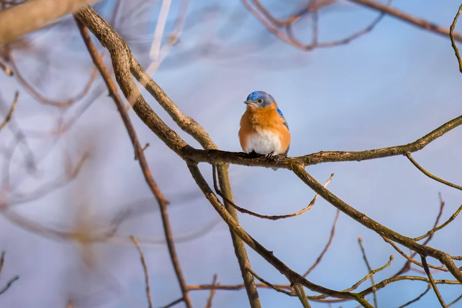 BOR - 02-12-2026 - 0061920 A small blue and orange bird is perched on a bare tree branch against a clear blue sky.