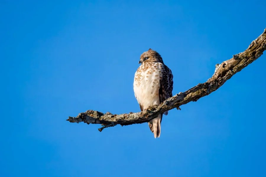 BOR - 02-13-2026 - 0061920 A hawk perched on a bare tree branch against a clear blue sky.