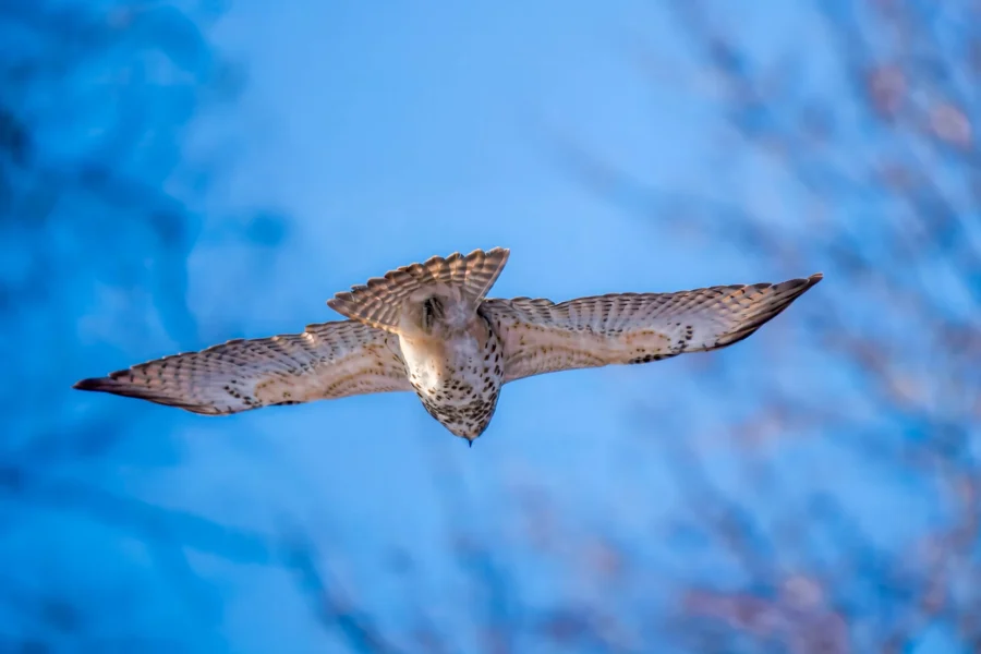 BOR - 02-13-2026 - 0071920 A hawk is flying with wings spread against a blue sky, viewed from below, with some blurred tree branches in the background.