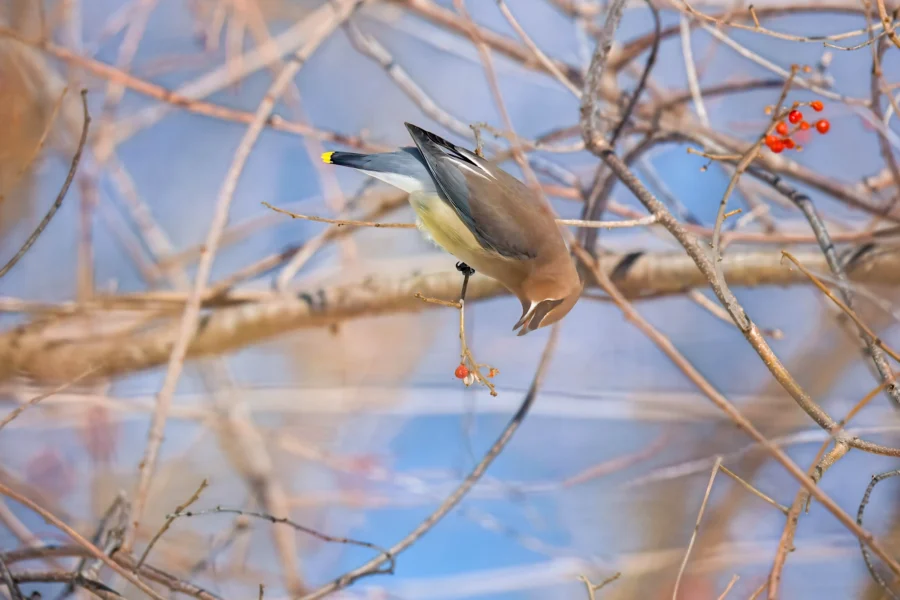 BOR - 02-13-2026 - 0101920 A cedar waxwing bird perches on a thin tree branch and eats a small orange berry, with bare branches and a blue sky in the background.