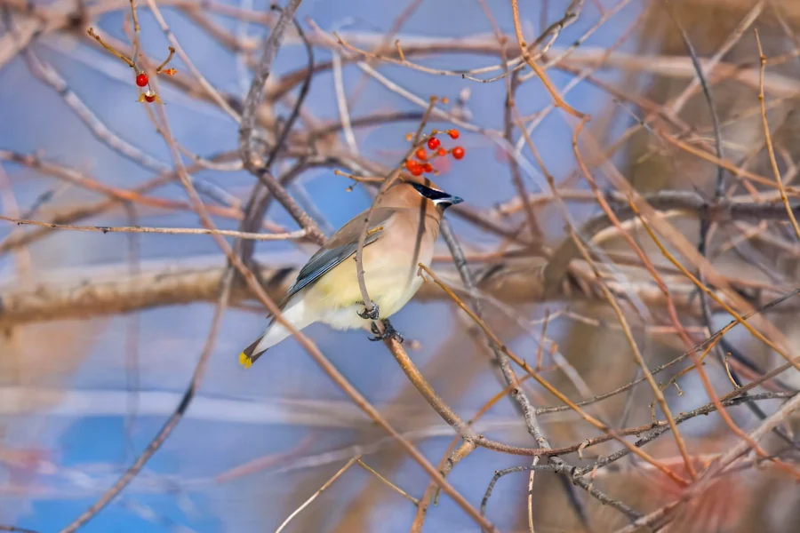 BOR - 02-13-2026 - 0111920 A cedar waxwing bird perched on a branch among bare twigs with clusters of red berries against a blue sky background.