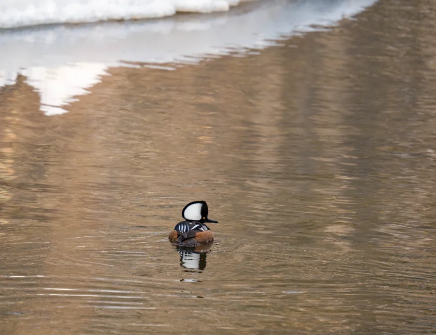 BOR - 02-14-2026 - 0011920 A hooded merganser duck swims alone on a calm body of water, with snow-covered banks visible in the background.