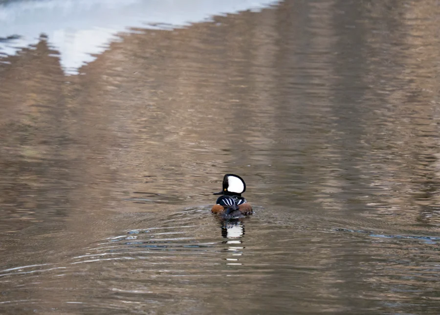BOR - 02-14-2026 - 0021920 A duck with a distinctive black and white head pattern swims alone on calm, reflective water.