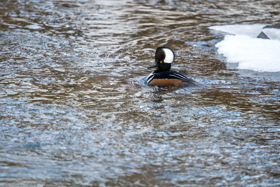 BOR - 02-14-2026 - 0031920 A hooded merganser duck swims in a rippling body of water near a patch of ice.