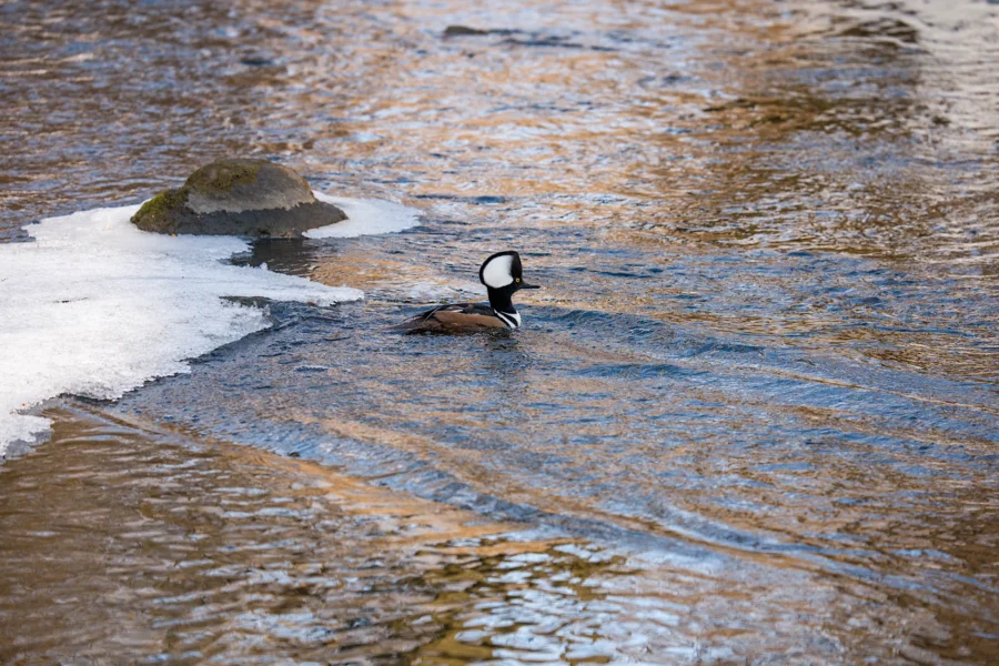 A male hooded merganser swims in a partially frozen stream, with ice and a rock visible in the water.