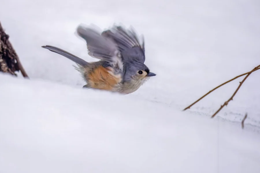 A small bird with gray and orange feathers flaps its wings while perched on snow near a thin branch. A small bird with gray and orange feathers flaps its wings while perched on snow near a thin branch.
