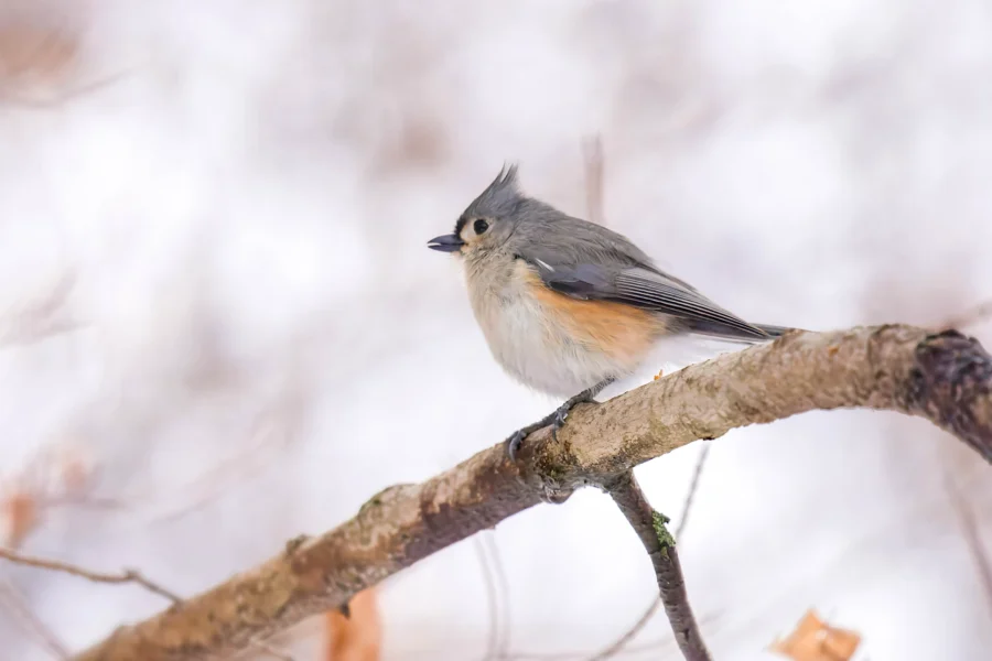 A small gray bird with a tufted crest is perched on a branch with a blurred, light background. A small gray bird with a tufted crest is perched on a branch with a blurred, light background.