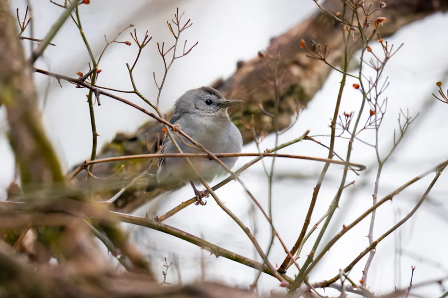 A small gray bird perched on a thin branch among leafless twigs and branches, with a blurred background. A small gray bird perched on a thin branch among leafless twigs and branches, with a blurred background.