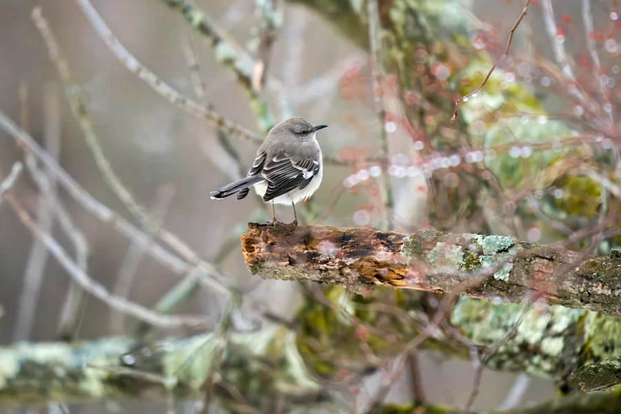 A small gray bird with white markings perches on a lichen-covered branch in a wooded area with blurred background. A small gray bird with white markings perches on a lichen-covered branch in a wooded area with blurred background.