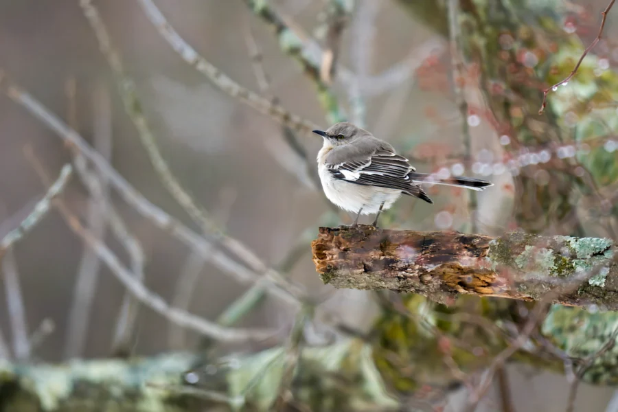 A small gray and white bird is perched on a mossy, lichen-covered branch in a wooded area with blurred trees in the background. A small gray and white bird is perched on a mossy, lichen-covered branch in a wooded area with blurred trees in the background.